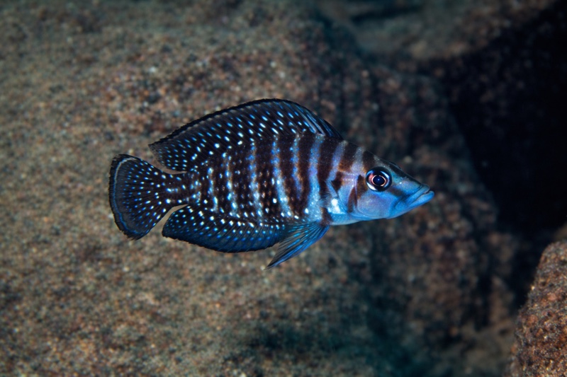 Altolamprologus calvus 'Katete'